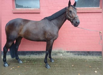 Holsteiner, Merrie, 7 Jaar, 168 cm, Donkerbruin