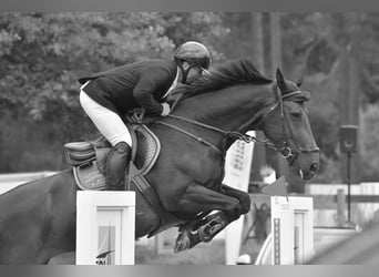 Holsteiner, Merrie, 7 Jaar, 168 cm, Donkerbruin