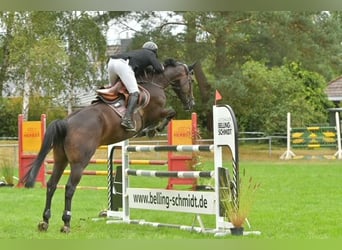 Holsteiner, Merrie, 7 Jaar, 168 cm, Donkerbruin