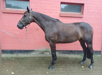 Holsteiner, Merrie, 7 Jaar, 168 cm, Donkerbruin