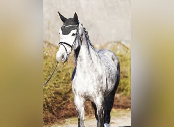 Holsteiner, Merrie, 7 Jaar, 168 cm, Schimmel