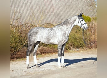 Holsteiner, Merrie, 7 Jaar, 168 cm, Schimmel