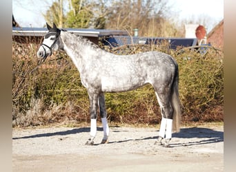 Holsteiner, Merrie, 7 Jaar, 168 cm, Schimmel