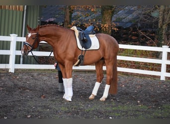 Holsteiner, Merrie, 7 Jaar, 168 cm, Vos