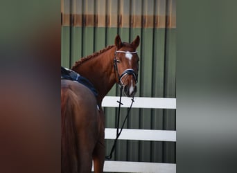 Holsteiner, Merrie, 7 Jaar, 168 cm, Vos