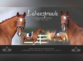 Holsteiner, Merrie, 7 Jaar, 168 cm, Vos