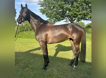 Holsteiner, Merrie, 7 Jaar, 168 cm, Zwartbruin