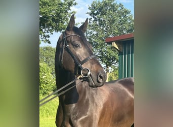 Holsteiner, Merrie, 7 Jaar, 168 cm, Zwartbruin