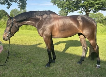 Holsteiner, Merrie, 7 Jaar, 168 cm, Zwartbruin