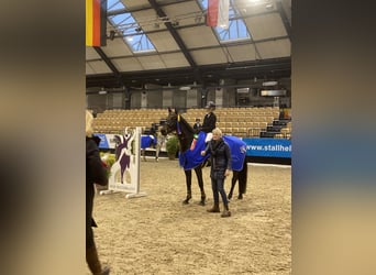 Holsteiner, Merrie, 7 Jaar, 168 cm, Zwartbruin