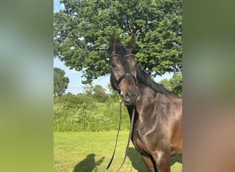 Holsteiner, Merrie, 7 Jaar, 168 cm, Zwartbruin