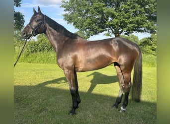 Holsteiner, Merrie, 7 Jaar, 168 cm, Zwartbruin