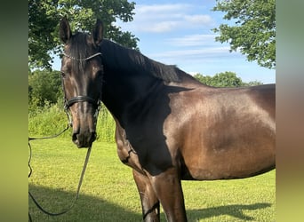 Holsteiner, Merrie, 7 Jaar, 168 cm, Zwartbruin
