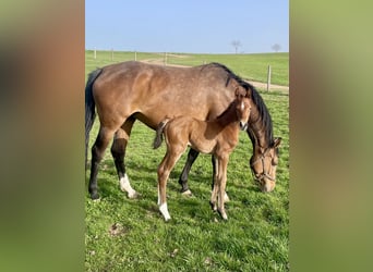 Holsteiner, Merrie, 7 Jaar, 169 cm, Bruin