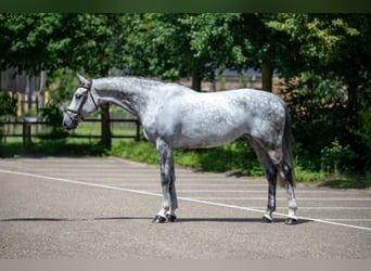 Holsteiner, Merrie, 7 Jaar, 169 cm, Schimmel