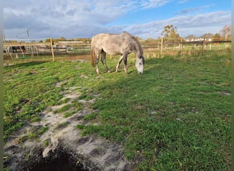 Holsteiner, Merrie, 7 Jaar, 170 cm, Appelschimmel