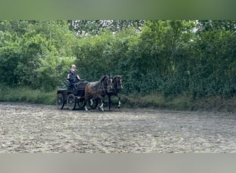 Holsteiner, Merrie, 7 Jaar, 170 cm, Bruin