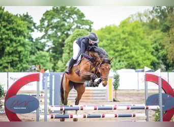 Holsteiner, Merrie, 7 Jaar, 170 cm, Bruin