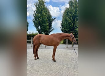 Holsteiner, Merrie, 7 Jaar, 170 cm, Donkere-vos