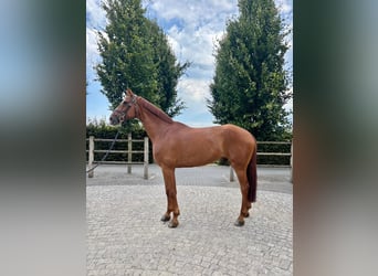 Holsteiner, Merrie, 7 Jaar, 170 cm, Donkere-vos