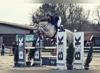 Holsteiner, Merrie, 7 Jaar, 170 cm, Schimmel