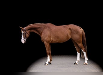 Holsteiner, Merrie, 7 Jaar, 170 cm, Vos