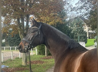 Holsteiner, Merrie, 7 Jaar, 173 cm, Bruin