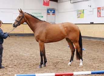 Holsteiner, Merrie, 7 Jaar, 173 cm, Bruin