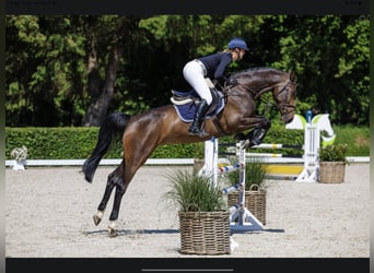 Holsteiner, Merrie, 7 Jaar, 173 cm, Donkerbruin