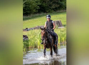 Holsteiner, Merrie, 7 Jaar, 174 cm, Bruin