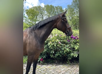 Holsteiner, Merrie, 7 Jaar, 174 cm, Bruin