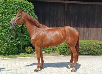 Holsteiner, Merrie, 7 Jaar, 174 cm, Vos