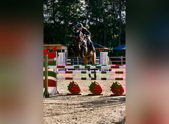 Holsteiner, Merrie, 7 Jaar, 175 cm, Bruin