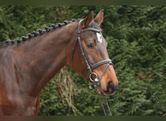 Holsteiner, Merrie, 7 Jaar, 175 cm, Bruin