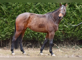 Holsteiner, Merrie, 7 Jaar, 175 cm, Bruin