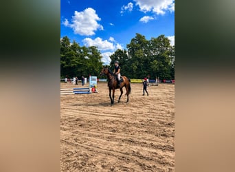 Holsteiner, Merrie, 7 Jaar, 175 cm, Roodbruin