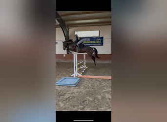 Holsteiner, Merrie, 7 Jaar, 176 cm, Zwartbruin