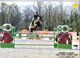 Holsteiner, Merrie, 7 Jaar, Zwartbruin