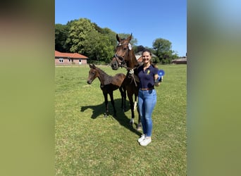 Holsteiner, Merrie, 8 Jaar, 160 cm, Donkerbruin