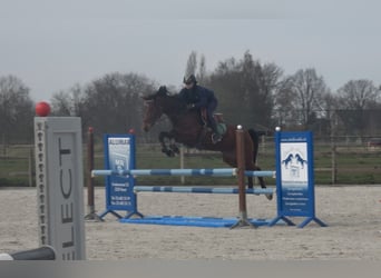 Holsteiner, Merrie, 8 Jaar, 162 cm, Bruin