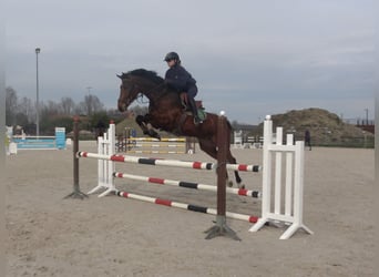 Holsteiner, Merrie, 8 Jaar, 162 cm, Bruin