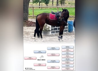 Holsteiner, Merrie, 8 Jaar, 163 cm, Bruin