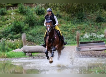 Holsteiner, Merrie, 8 Jaar, 164 cm, Bruin