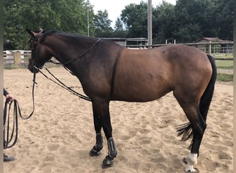 Holsteiner, Merrie, 8 Jaar, 165 cm, Brauner