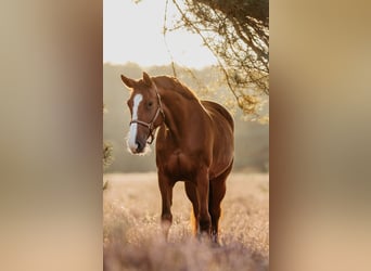 Holsteiner, Merrie, 8 Jaar, 165 cm, Donkere-vos