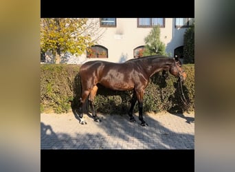 Holsteiner, Merrie, 8 Jaar, 165 cm, Roodbruin