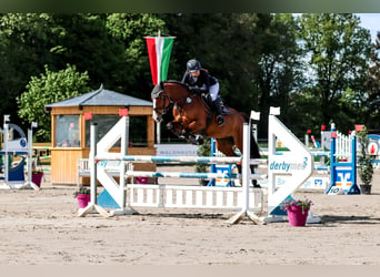 Holsteiner, Merrie, 8 Jaar, 166 cm