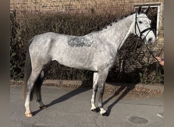 Holsteiner, Merrie, 8 Jaar, 167 cm, Appelschimmel