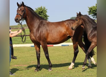 Holsteiner, Merrie, 8 Jaar, 167 cm, Bruin