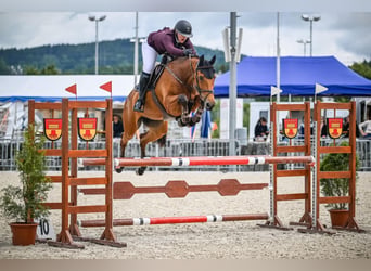 Holsteiner, Merrie, 8 Jaar, 168 cm, Bruin